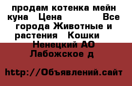 продам котенка мейн-куна › Цена ­ 35 000 - Все города Животные и растения » Кошки   . Ненецкий АО,Лабожское д.